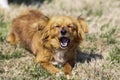 Cute little brown dog in a green field Royalty Free Stock Photo