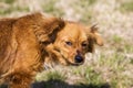 Cute little brown dog in a green field Royalty Free Stock Photo