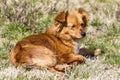 Cute little brown dog in a green field Royalty Free Stock Photo