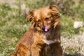 Cute little brown dog in a green field Royalty Free Stock Photo