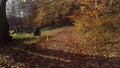 Cute, little, brown dog running around forest at Sophienholm, Bagsvaerd, Copenhagen, Denmark 1080p