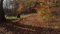 Cute, little, brown dog running around forest at Sophienholm, Bagsvaerd, Copenhagen, Denmark 4K