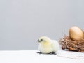 Cute little brown fluffy feather chick isolated on white background. newborn chick golden egg design and decorative work. farm and Royalty Free Stock Photo