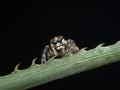 Cute little brown jumping spider on the thistly leaf Royalty Free Stock Photo