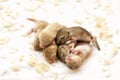 Cute little brown mice babies sleeping huddled together. Macro image