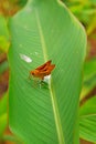 Cute Little Brown Moth on bird of paradise Leave