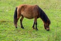 Cute little brown pony in a meadow Royalty Free Stock Photo