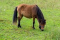 Cute little brown pony in a meadow Royalty Free Stock Photo