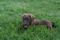 Cute little brown puppy dog playing outside in a sunny green field of grass Royalty Free Stock Photo