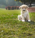 A cute little brown puppy playing on gardne grass on a winter morning. Pet rescue concept