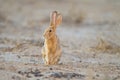 Cute little brown rabbit in the middle of the desert Royalty Free Stock Photo