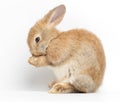 A cute little brown rabbit on a white background Royalty Free Stock Photo