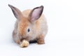 Cute little brown rabbit On a white background. Royalty Free Stock Photo