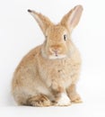 A cute little brown rabbit on a white background Royalty Free Stock Photo