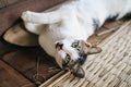 The cute little brown and white cat sleeping on on the wooden floor lying down and resting Royalty Free Stock Photo