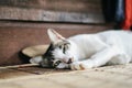 The cute little brown and white cat sleeping on on the wooden floor lying down and resting Royalty Free Stock Photo