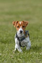 Cute little brown and white Jack Russell Terrier puppy dog