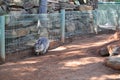 Cute little brown wombat walking in a Australia Zoo.