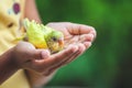 Cute baby budgie bird on child hand. Asian child girl play with her pet bird with gentle