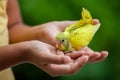 Cute baby budgie bird on child hand. Asian child girl play with her pet bird with gentle