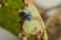 Cute little bug wandering on a rusted leaf macro shot Royalty Free Stock Photo