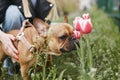 Cute little bulldog sniffing tulip flowers in spring garden. Owner walking the dog in green park