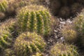 Cute little bunch of cacti