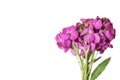 Cute little bunch of purple wallflower flowers on white background . Vibrant nature flat lay image