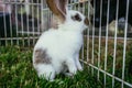 Cute little bunny and dog are watching each other