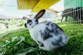 Cute little bunny in an outdoor compound, green grass