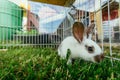 Cute little bunny in an outdoor compound, green grass