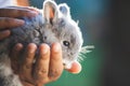 Cute bunny rabbit in hands Royalty Free Stock Photo