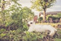 Cute little bunny is sitting in the green grass in the own garden. Idyllic evening sun Royalty Free Stock Photo