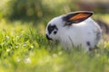 Cute little bunny is sitting in the green grass in the own garden. Idyllic evening sun Royalty Free Stock Photo