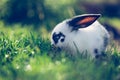 Cute little bunny is sitting in the green grass in the own garden. Idyllic evening sun Royalty Free Stock Photo