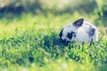 Cute little bunny is sitting in the green grass in the own garden. Idyllic evening sun Royalty Free Stock Photo