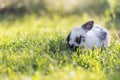 Cute little bunny is sitting in the green grass in the own garden. Idyllic evening sun Royalty Free Stock Photo