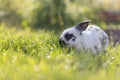 Cute little bunny is sitting in the green grass in the own garden. Idyllic evening sun Royalty Free Stock Photo