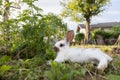 Cute little bunny is sitting in the green grass in the own garden. Idyllic evening sun