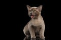 Cute Little Burma Kitten Sitting, Meowing on Isolated Black Background