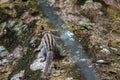 A cute little Burmese Himalayan Striped Squirrel climbing on a tree trunk in the rainforest, Malaysia