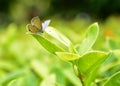 Little butterfly perched on the top of light green leave Royalty Free Stock Photo