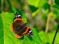 Cute little butterfly ready to take off