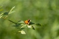 Cute little butterfly sitting on leaf Royalty Free Stock Photo