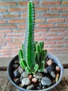 Cute little cactus, placed in a cute little pot