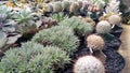 Cute Little Cactus In Small Garden