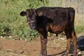 Cute little Calf standing on farmland on country side village