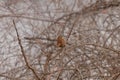 Cute little Carolina Wren perched in the bare branches of a tree. This little bird is a pretty brown with a strip over his eye. Royalty Free Stock Photo