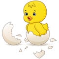 Cute little cartoon chick hatched from an egg isolated on a white background Royalty Free Stock Photo