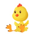 Cute little cartoon chick seating isolated on a white background. Funny yellow chicken. Vector illustration of little Royalty Free Stock Photo